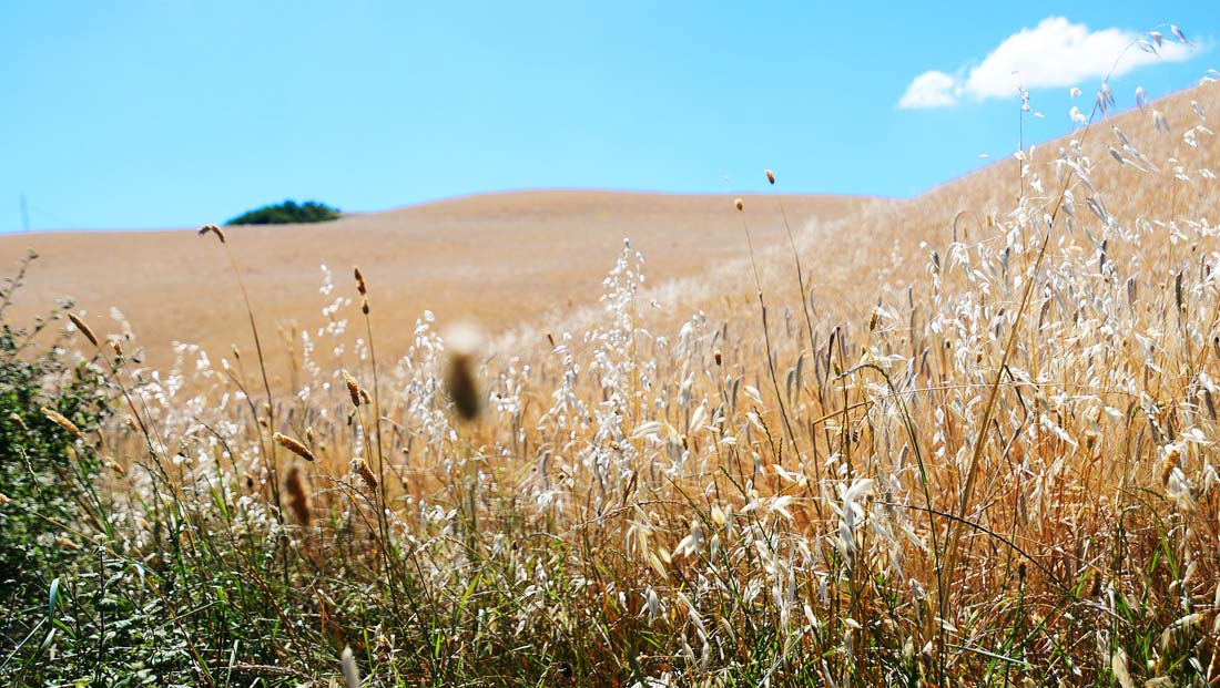 Keeping UK farmers feeding the nation